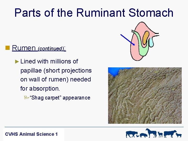 Parts of the Ruminant Stomach n Rumen (continued): ► Lined with millions of papillae