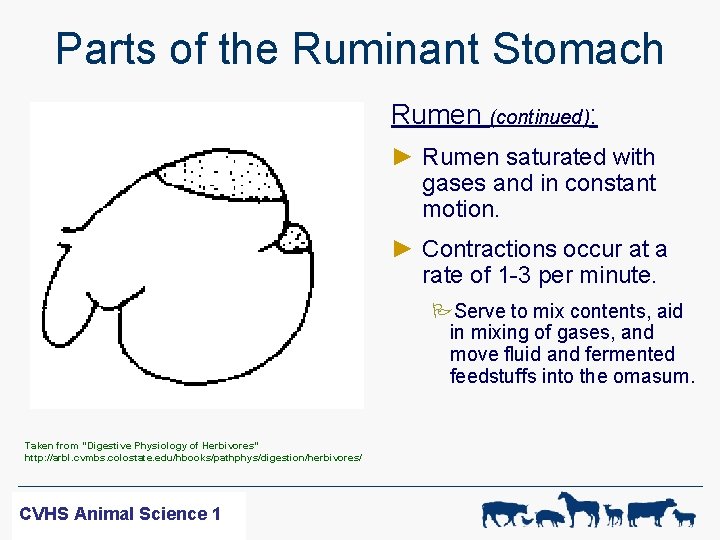 Parts of the Ruminant Stomach Rumen (continued): ► Rumen saturated with gases and in