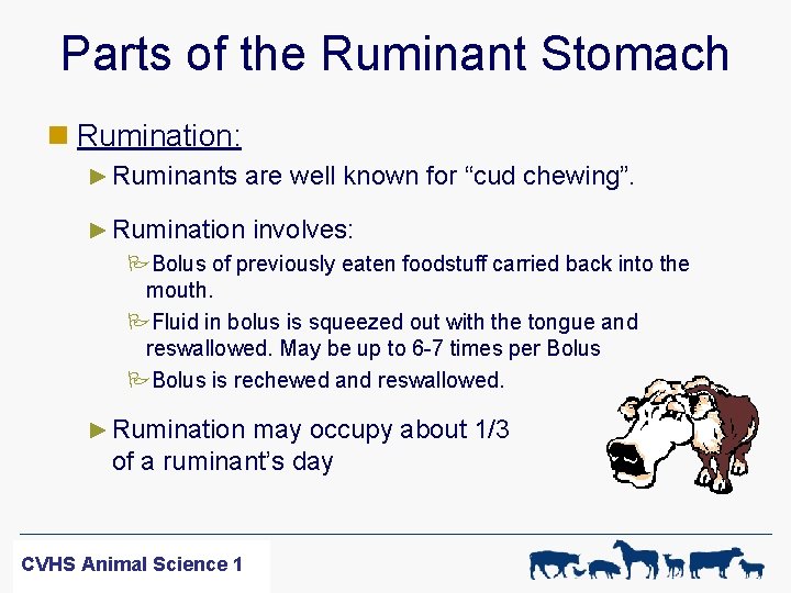 Parts of the Ruminant Stomach n Rumination: ► Ruminants are well known for “cud