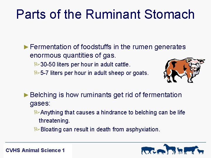 Parts of the Ruminant Stomach ► Fermentation of foodstuffs in the rumen generates enormous