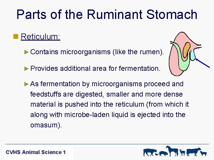 Parts of the Ruminant Stomach n Reticulum: ► Contains microorganisms (like the rumen). ►