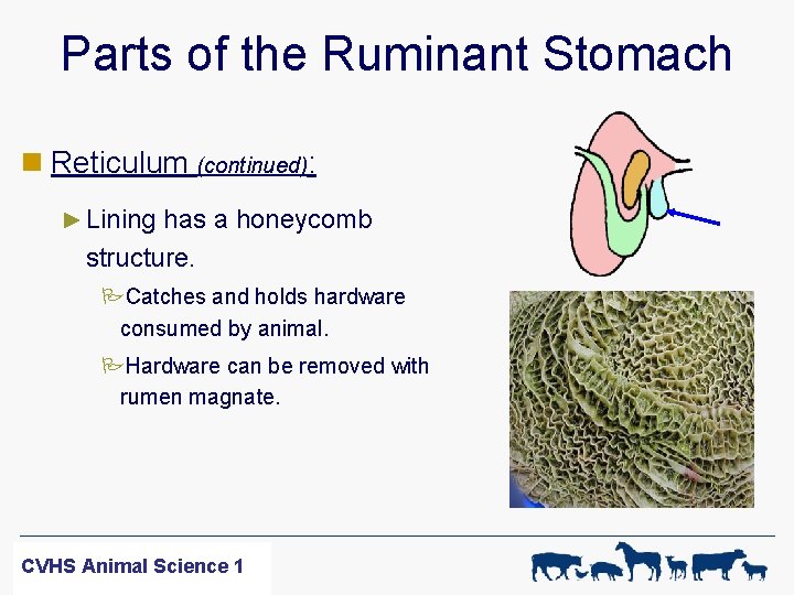 Parts of the Ruminant Stomach n Reticulum (continued): ► Lining has a honeycomb structure.