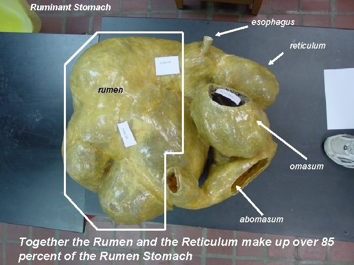 Ruminant Stomach esophagus reticulum rumen omasum abomasum Together the Rumen and the Reticulum make