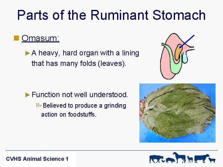 Parts of the Ruminant Stomach n Omasum: ► A heavy, hard organ with a