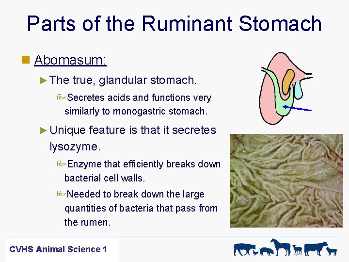 Parts of the Ruminant Stomach n Abomasum: ► The true, glandular stomach. PSecretes acids