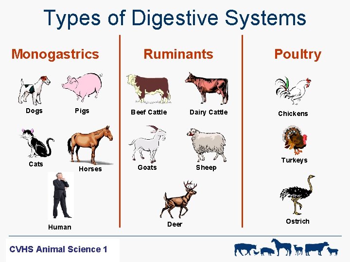 Types of Digestive Systems Monogastrics Pigs Dogs Cats Horses Human WF-R SCIENCE CVHS ANIMAL