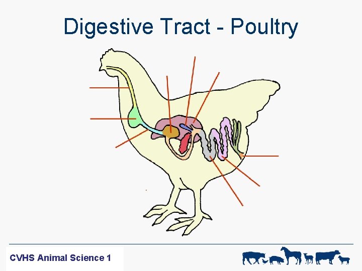 Digestive Tract - Poultry WF-R SCIENCE CVHS ANIMAL Animal Science 11 