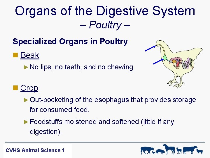 Organs of the Digestive System – Poultry – Specialized Organs in Poultry n Beak
