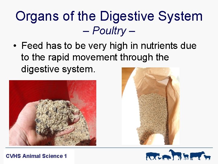 Organs of the Digestive System – Poultry – • Feed has to be very