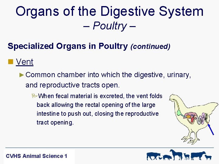 Organs of the Digestive System – Poultry – Specialized Organs in Poultry (continued) n