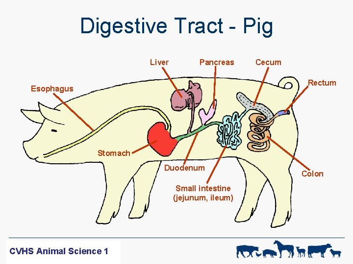 Digestive Tract - Pig Liver Pancreas Cecum Rectum Esophagus Stomach Duodenum Small intestine (jejunum,