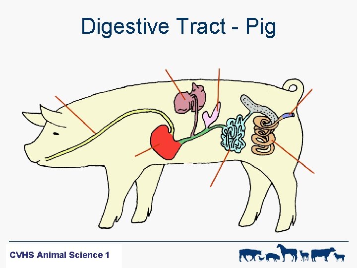 Digestive Tract - Pig WF-R SCIENCE CVHS ANIMAL Animal Science 11 