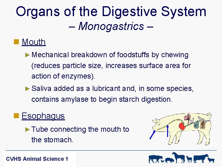 Organs of the Digestive System – Monogastrics – n Mouth ► Mechanical breakdown of