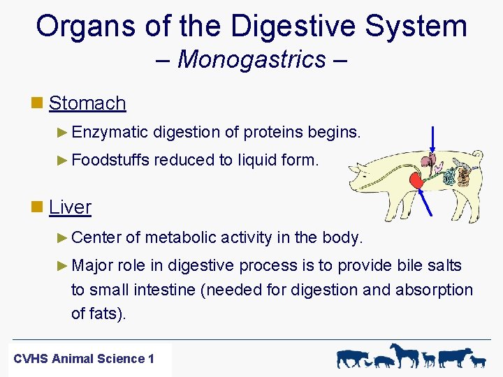 Organs of the Digestive System – Monogastrics – n Stomach ► Enzymatic digestion of