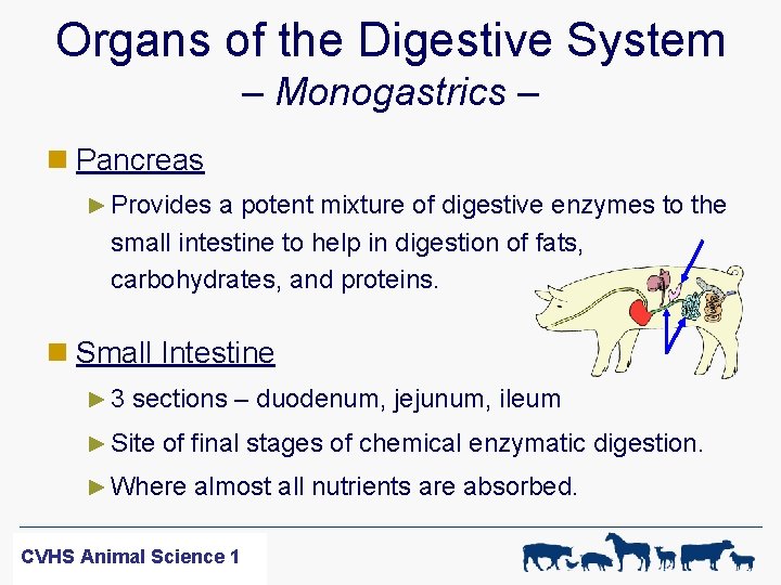 Organs of the Digestive System – Monogastrics – n Pancreas ► Provides a potent