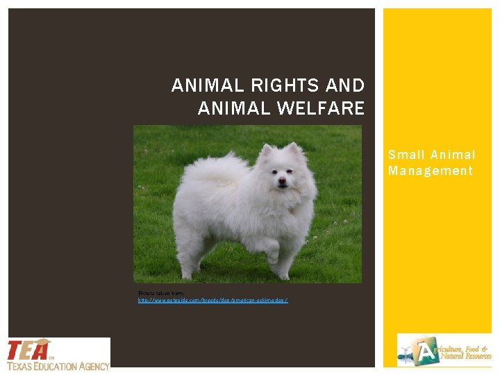 ANIMAL RIGHTS AND ANIMAL WELFARE Small Animal Management Picture taken from: http: //www. petguide.