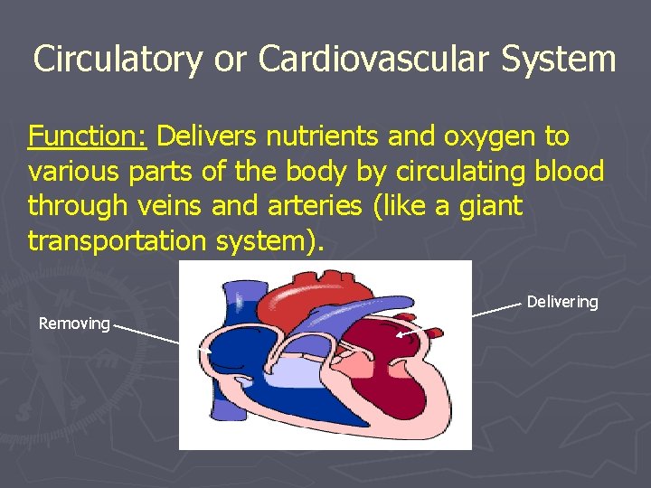 Circulatory or Cardiovascular System Function: Delivers nutrients and oxygen to various parts of the