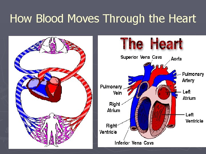 How Blood Moves Through the Heart 