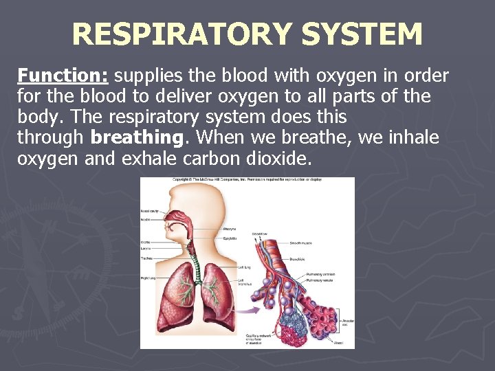 RESPIRATORY SYSTEM Function: supplies the blood with oxygen in order for the blood to