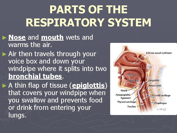 PARTS OF THE RESPIRATORY SYSTEM ► Nose and mouth wets and warms the air.