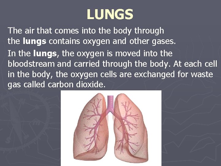 LUNGS The air that comes into the body through the lungs contains oxygen and