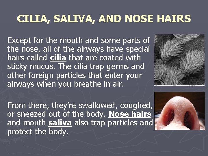 CILIA, SALIVA, AND NOSE HAIRS Except for the mouth and some parts of the