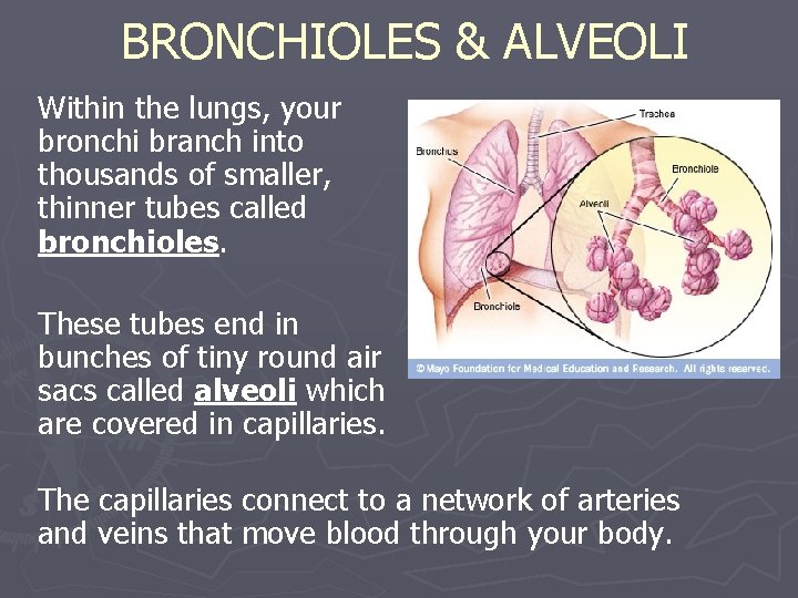 BRONCHIOLES & ALVEOLI Within the lungs, your bronchi branch into thousands of smaller, thinner