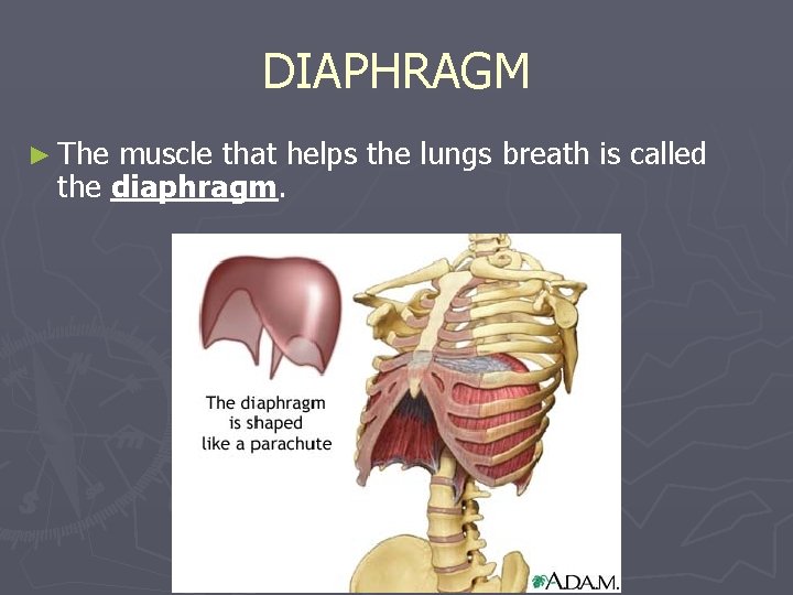 DIAPHRAGM ► The muscle that helps the lungs breath is called the diaphragm. 