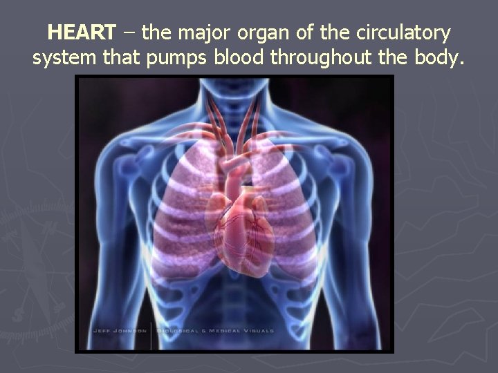 HEART – the major organ of the circulatory system that pumps blood throughout the