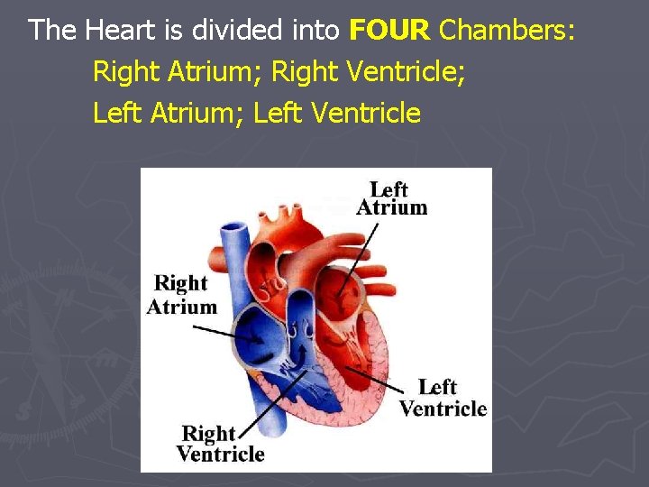 The Heart is divided into FOUR Chambers: Right Atrium; Right Ventricle; Left Atrium; Left