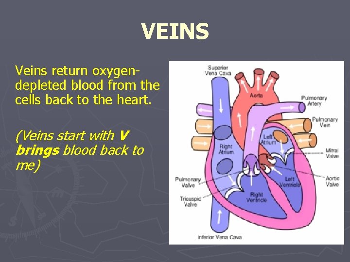 VEINS Veins return oxygendepleted blood from the cells back to the heart. (Veins start