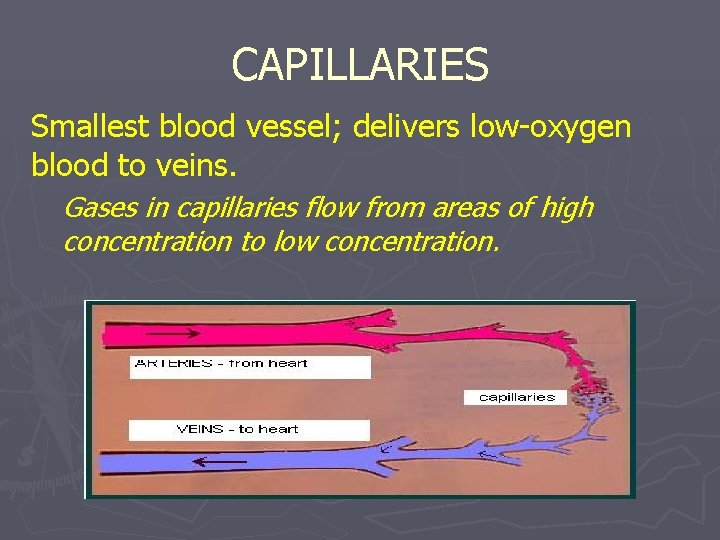 CAPILLARIES Smallest blood vessel; delivers low-oxygen blood to veins. Gases in capillaries flow from