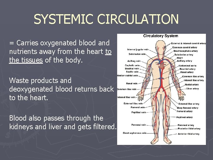 SYSTEMIC CIRCULATION = Carries oxygenated blood and nutrients away from the heart to the