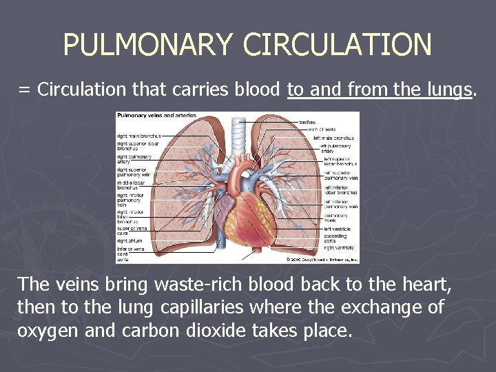 PULMONARY CIRCULATION = Circulation that carries blood to and from the lungs. The veins