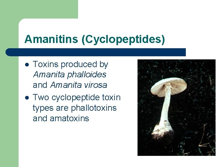 Poisonous Mushrooms Mushroom Structure Poisonous Mushrooms l l
