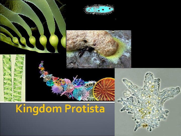 Kingdom Protista 