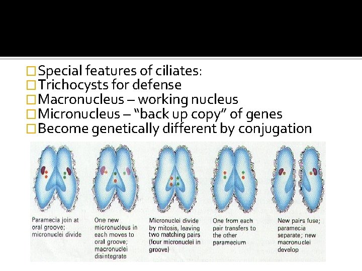 �Special features of ciliates: �Trichocysts for defense �Macronucleus – working nucleus �Micronucleus – “back