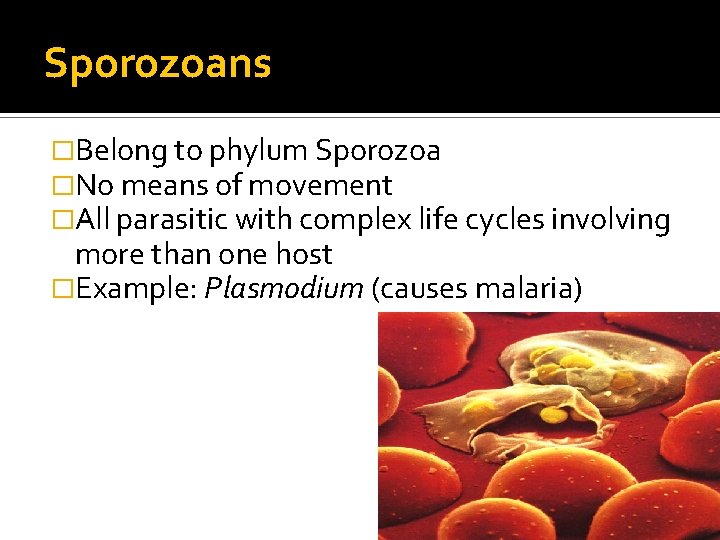 Sporozoans �Belong to phylum Sporozoa �No means of movement �All parasitic with complex life Sporozoans �Belong to phylum Sporozoa �No means of movement �All parasitic with complex life