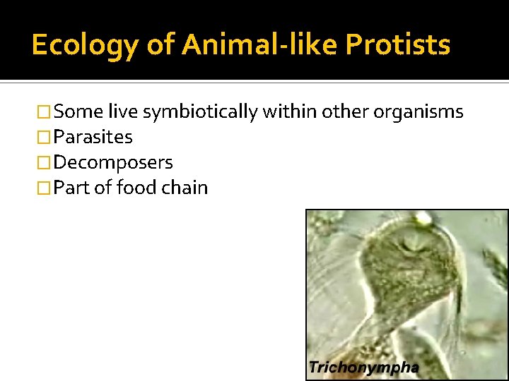 Ecology of Animal-like Protists �Some live symbiotically within other organisms �Parasites �Decomposers �Part of