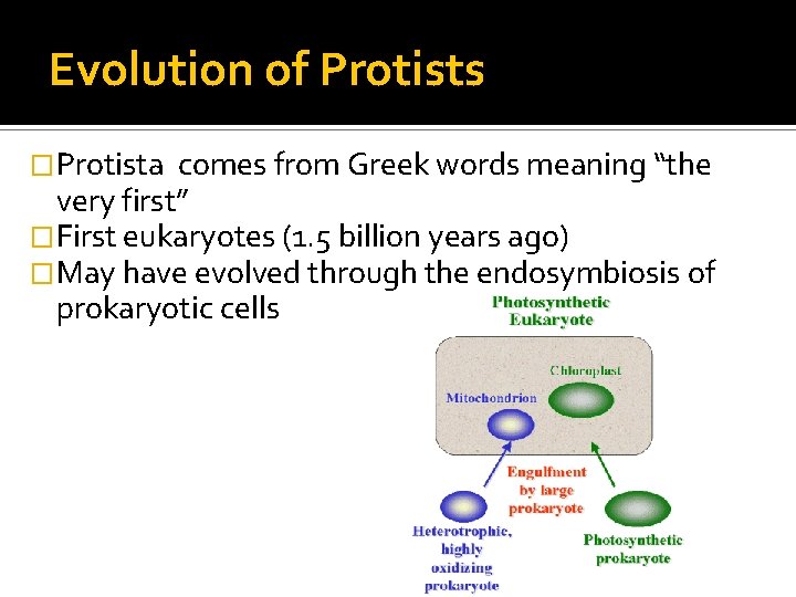 Evolution of Protists �Protista comes from Greek words meaning “the very first” �First eukaryotes Evolution of Protists �Protista comes from Greek words meaning “the very first” �First eukaryotes