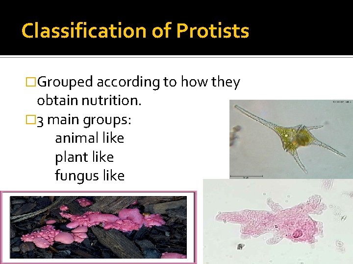 Classification of Protists �Grouped according to how they obtain nutrition. � 3 main groups: