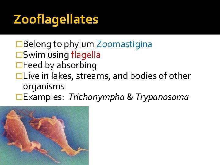 Zooflagellates �Belong to phylum Zoomastigina �Swim using flagella �Feed by absorbing �Live in lakes,