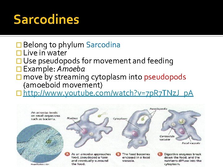 Sarcodines � Belong to phylum Sarcodina � Live in water � Use pseudopods for