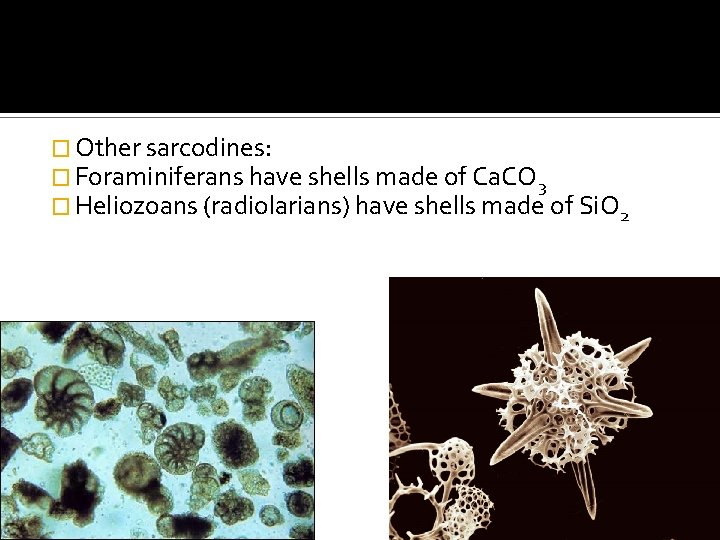 � Other sarcodines: � Foraminiferans have shells made of Ca. CO 3 � Heliozoans � Other sarcodines: � Foraminiferans have shells made of Ca. CO 3 � Heliozoans