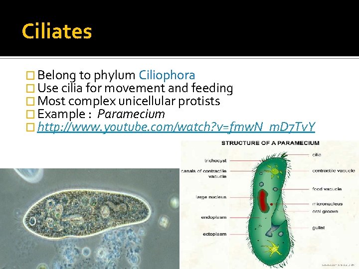 Ciliates � Belong to phylum Ciliophora � Use cilia for movement and feeding �