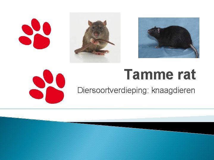 Tamme rat Diersoortverdieping: knaagdieren 