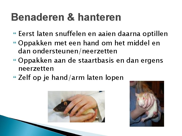 Benaderen & hanteren Eerst laten snuffelen en aaien daarna optillen Oppakken met een hand