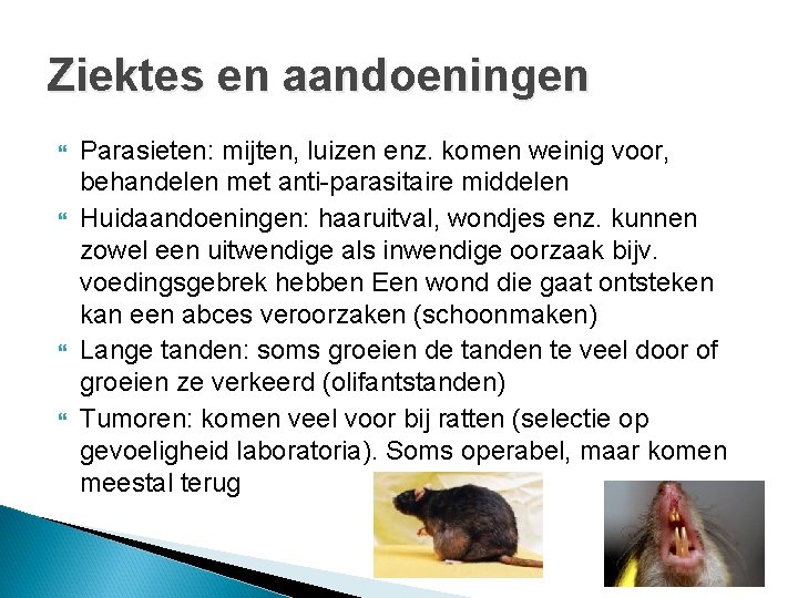 Ziektes en aandoeningen Parasieten: mijten, luizen enz. komen weinig voor, behandelen met anti-parasitaire middelen