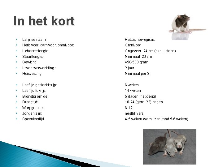 In het kort Latijnse naam: Rattus norvegicus Herbivoor, carnivoor, omnivoor: Omnivoor Lichaamslengte: Ongeveer 24