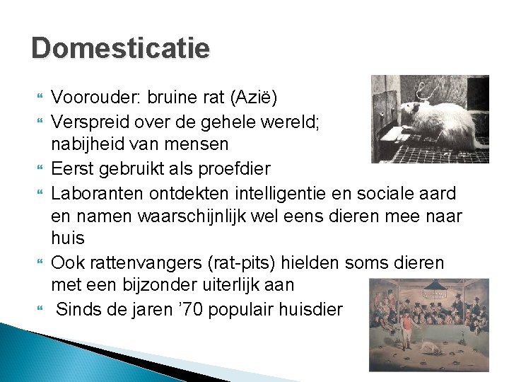 Domesticatie Voorouder: bruine rat (Azië) Verspreid over de gehele wereld; in de nabijheid van